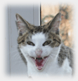 Meine Katze trinkt viel Wasser