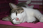 Kater und Hauskatze Herr Lehmann
